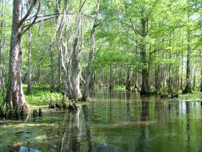 Witness stunning Louisiana swamp scenery with Airboat Adventures.