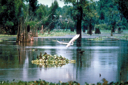 Some of Louisiana's beautiful scenery that can be seen on an airboat ride with Airboat Adventures.