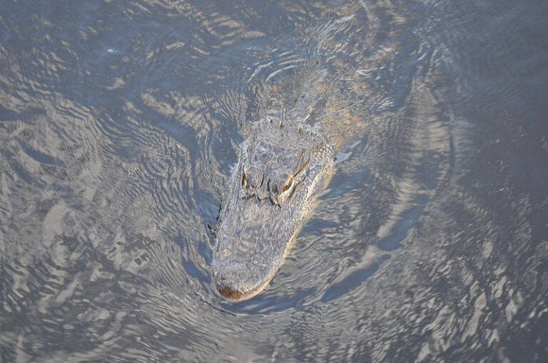 Alligator swimming through Louisiana's swamps during an airboat tour.