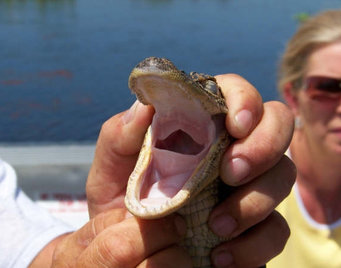 swamp tours in louisiana