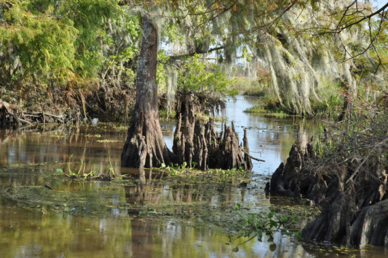 alligator tour near new orleans, airboat rides in new orleans