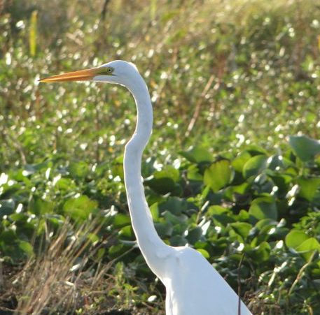 Large Bird With Long Beak