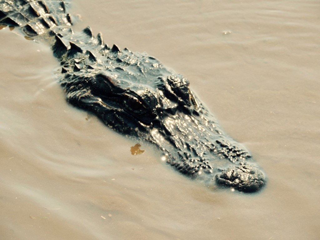 where to find alligators in new orleans, new orleans alligator tour