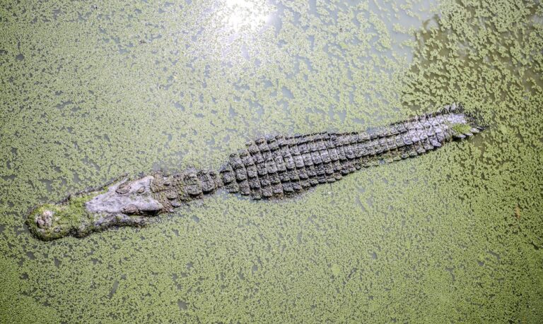 Alligator in the swamp
