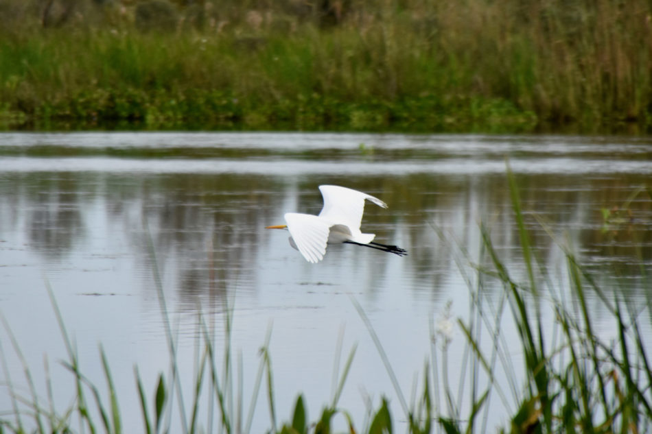 egret in new orleans swamp