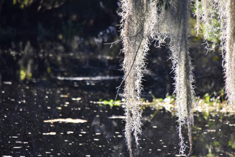 serene closeup of tree over water