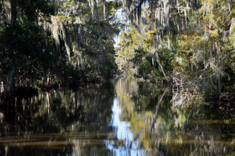 See what our swamp tours in New Orleans, Louisiana have to offer you!