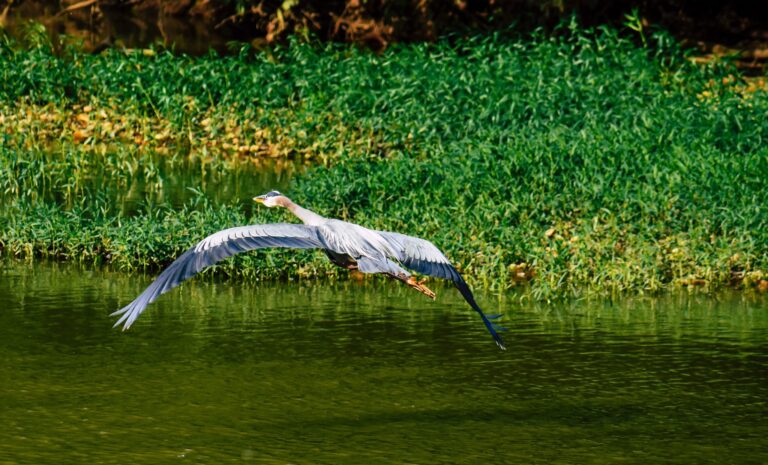 Large Bird Over Water
