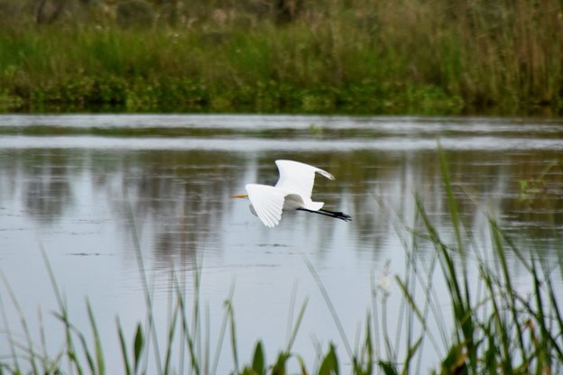 Bird flying over a Louisiana swamp