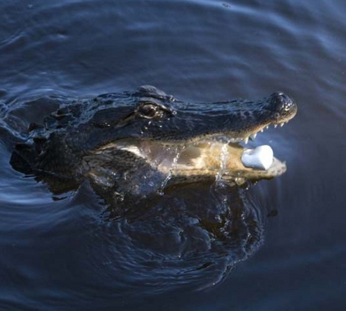 6080027038_e55bf83e32