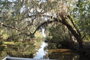 airboat-adventures-swamp