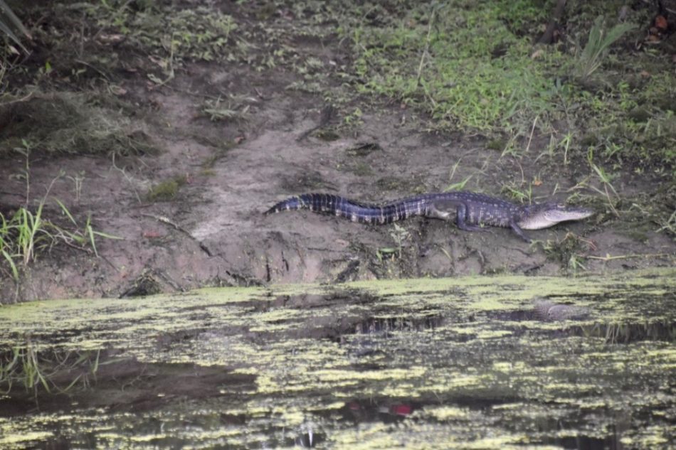 airboat-e1520357029529