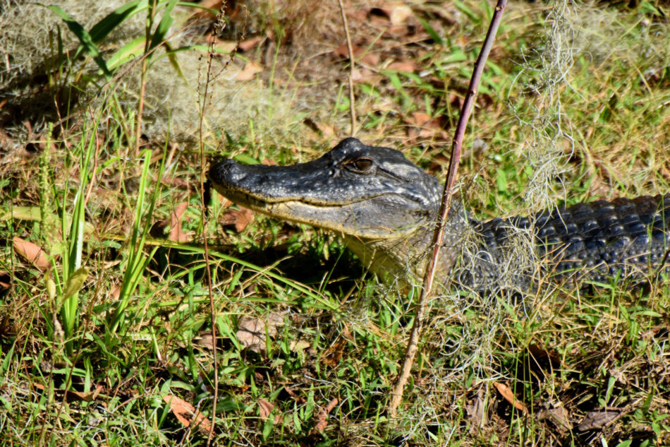 alligator-002-e1520355561138